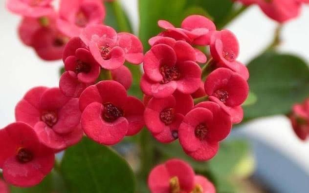  『花钱买』这3种花,不用花钱买,学会“1招”,哗啦啦养出一大片,美得冒泡