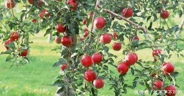  旺宅@农村房前不能乱种树，明白人种这3种，可以“旺宅”，你种