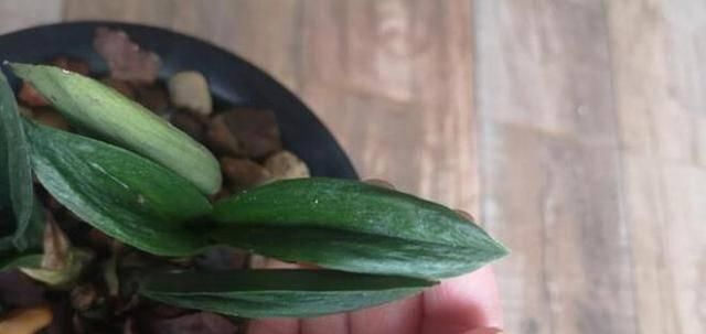  『兰花叶片』兰花皮草曾一盆要价8万，自然造物神奇，少赌为好