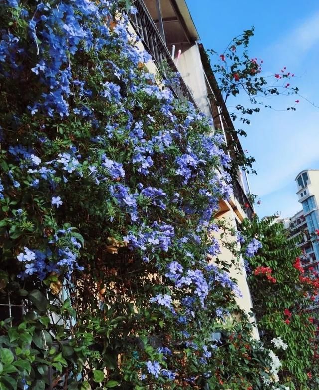 「气根」4月是这7种花的绝佳生长期,房前屋后都爬满!开出一堵花墙!