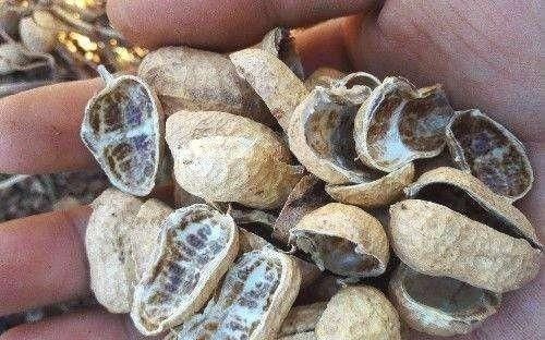  『花盆』炒熟的花生壳，埋在花盆底，能给月季花做花肥吗？