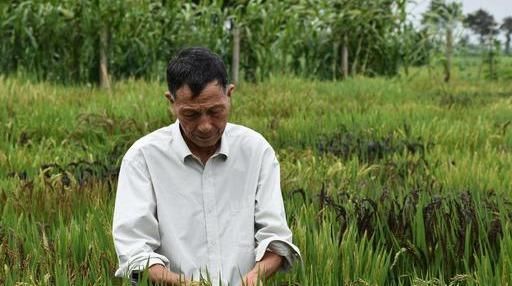  #城乡居民养老保险#农村社保和职工社保是否有视同为缴费年限，