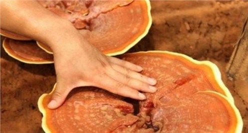 农民种植“仙草”，亩产3000斤，每斤15元