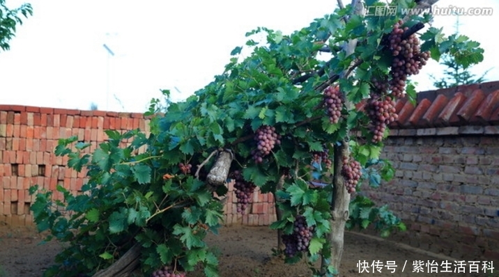 以前农村流行在家门口种植葡萄，现在却很少人种植，这是为何？
