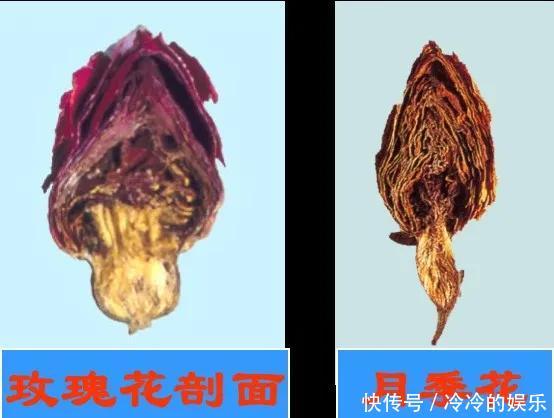 『玫瑰』玫瑰、月季傻傻分不清看这里