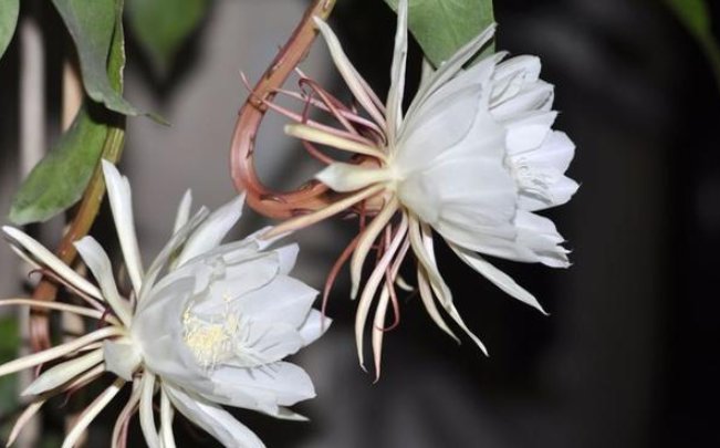  『永远』盆栽昙花叶片枯黄无花，不知道这四点原因，永远见不到花开