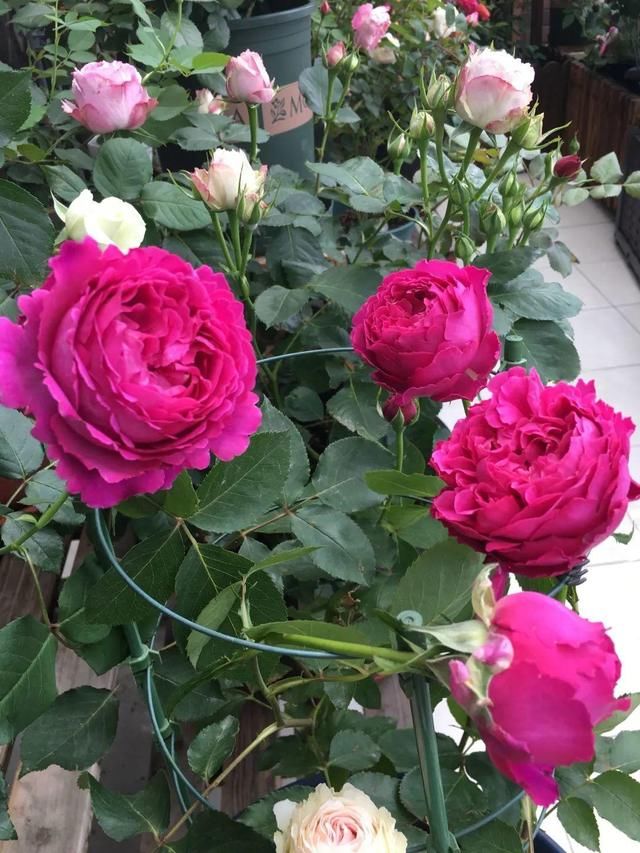 「球老师爱吃薄荷冰淇」封闭阳台养花,防盗窗有大用,1平米也能变花园!