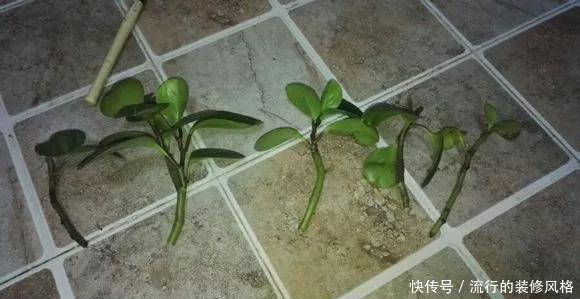 『豆瓣绿』4月可以扦插3种花,生根快成活高,新手也能学得会!