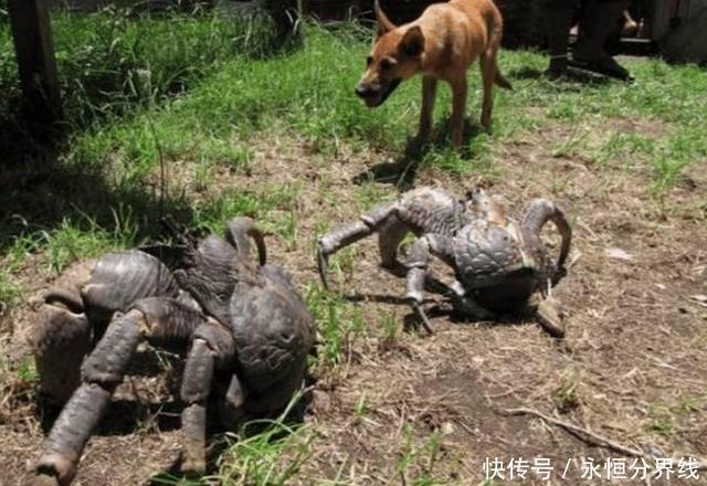  「椰子蟹」聪明的螃蟹特别爱吃椰子肉， 我国网友说一口锅放不下