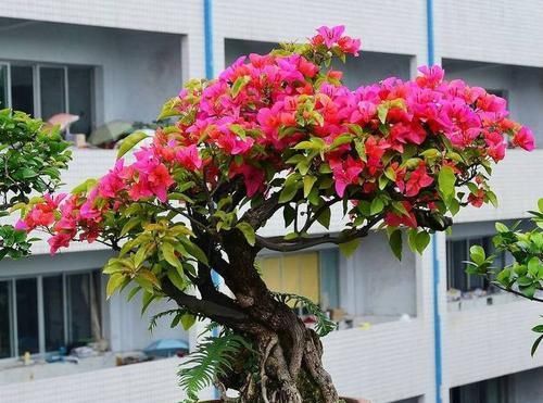  #艳丽#三角梅又叫叶子花，颜色艳丽，花期较长，三角梅养护要注意什么？
