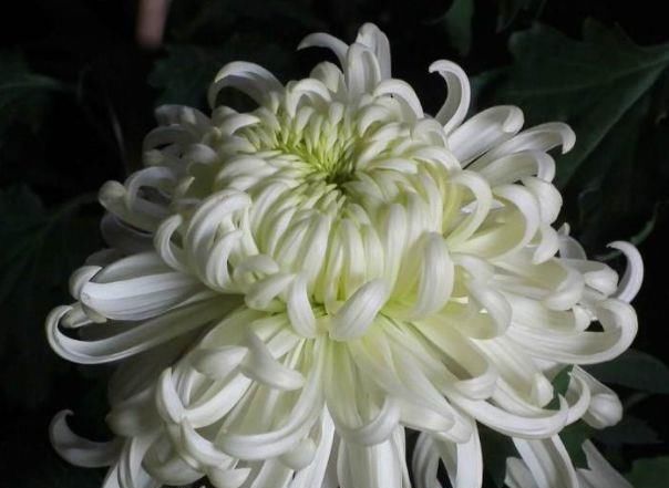  『白越山』喜欢菊花，就养盆“菊中珍品”国华白越山，似皑皑白雪，绚丽典雅