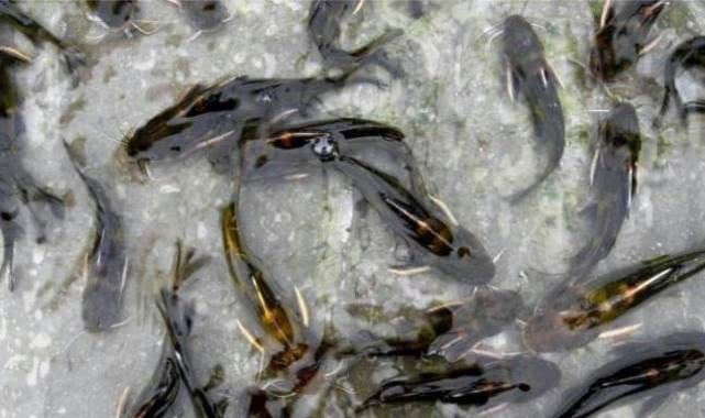  「外来物种」我们周围的野生鱼减少，真的是工业污染的锅吗？ 不