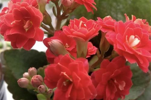  #长寿花#窗台可以放“1种花”，养2年，剪下“6根”枝条沾水，繁殖6盆！