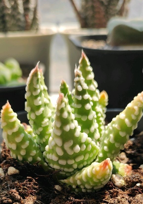  植物|硬叶十二卷，比多肉还火的植物，好养不烂根，颜值高价格低