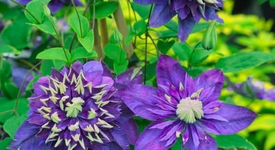 『铁线』铁线莲：韧如铁线，花开如莲，耐寒耐热，花园必备。
