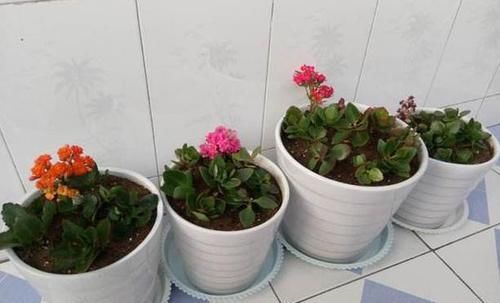  『长寿花』这种花真奇怪，喜欢'喝'中药，叶子油绿，花开一茬接一茬