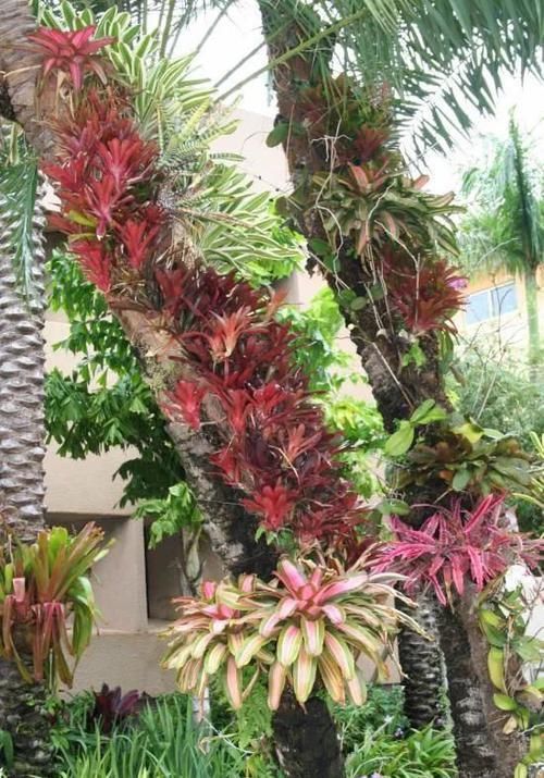  「成比」附生在枯木上的积水凤梨，改造成比盆景还美的植物景观