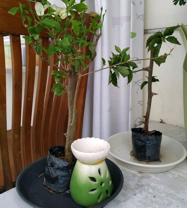  三角梅苗■刚买的扦插三角梅换盆易掉叶枯枝？采用套盆法，养根才是正途