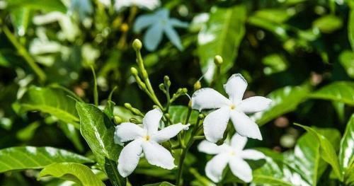  『耐晒』它是茉莉的一种，却比茉莉更香更耐晒，叫风车茉莉开花大半年