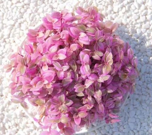  『越养越』比绿萝好看的花，掐个枝3天就生根，越养越上瘾！