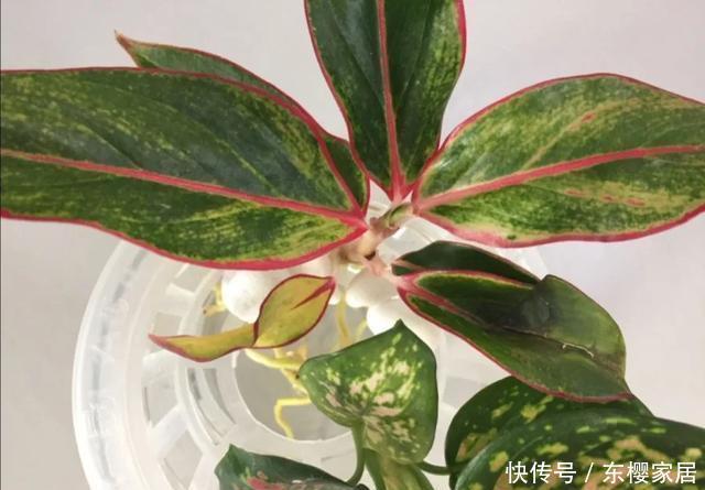 #试试#养不好的花,试试无土水培,几天长出大白根,还能开花呢!