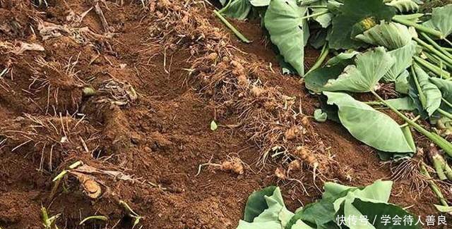 农村姑娘不在城里工作，回乡种植这种大叶子植物，亩赚一万多元