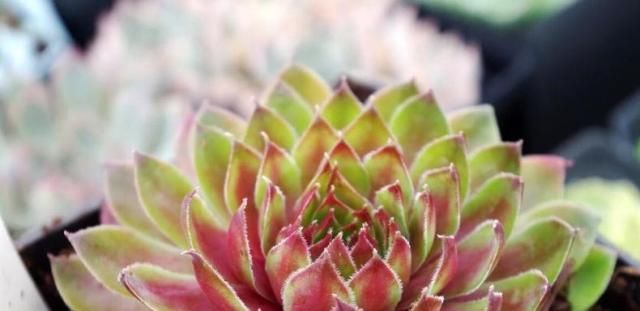  发根|夏天服盆期的多肉，要想发根快，少用这种人人喊好的土壤