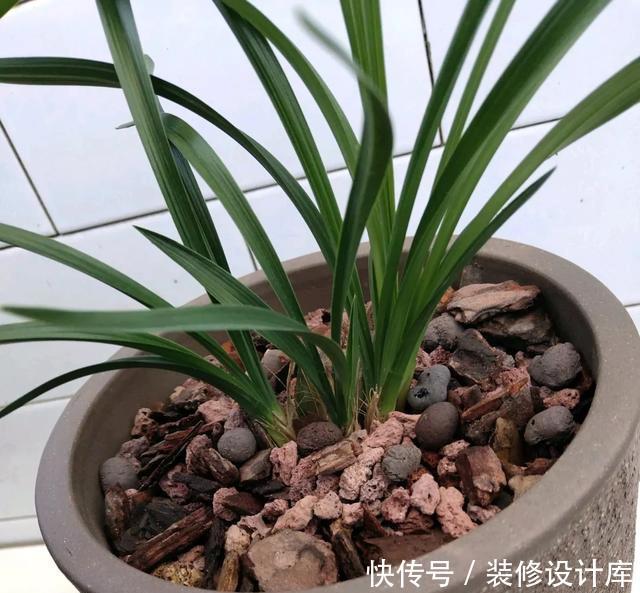  『花土才』养兰花，千万不能用黄土，山上捡点“松树皮”，服盆快开花多