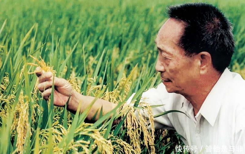  『古代』袁隆平地位为何如此之高看看古代粮食产量，就会明白他有多伟大！