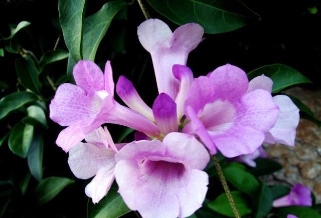  『蒜香藤』这种花半年长2米，花开千朵，没有虫害，超级好养，你养过吗？