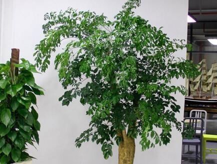  『随便』10种“清菌花”，随便养一盆，“病菌”少一半，总有一种适合您