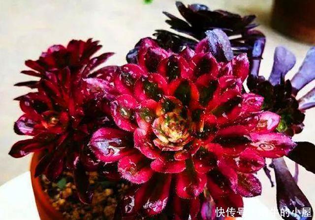  入手|新入手的多肉法师如何配土？不同状态的法师，要用不同方法