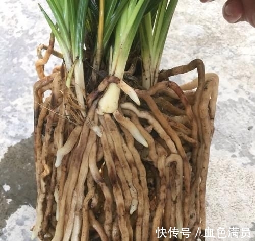 『蕙兰开花』养兰花就是养根?蕙兰的根茂盛就是不来花苞怎么回事,广州缺一门