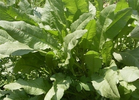 农村此野草，被称作“化雪莲”，根部有“黄金”，长在路边无人识