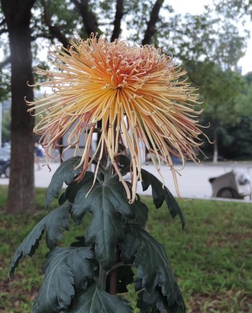 中华：喜欢菊花，首选此款“菊中精品”中华溢彩，灵动飘逸，流光溢彩！