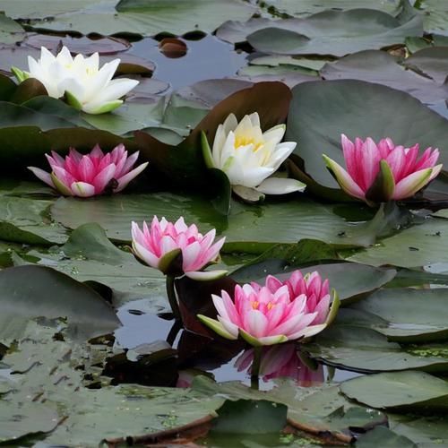  『盆栽植物』建议大家：在农村见此“草”勿扔！养在家里，净化空气又养眼
