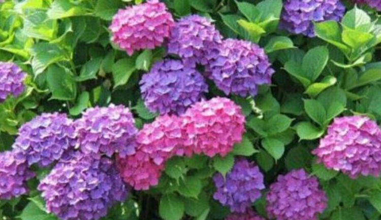 【养分】人人都喜欢的4种花,花朵漂亮又好养,一养就爆盆,开满阳台!