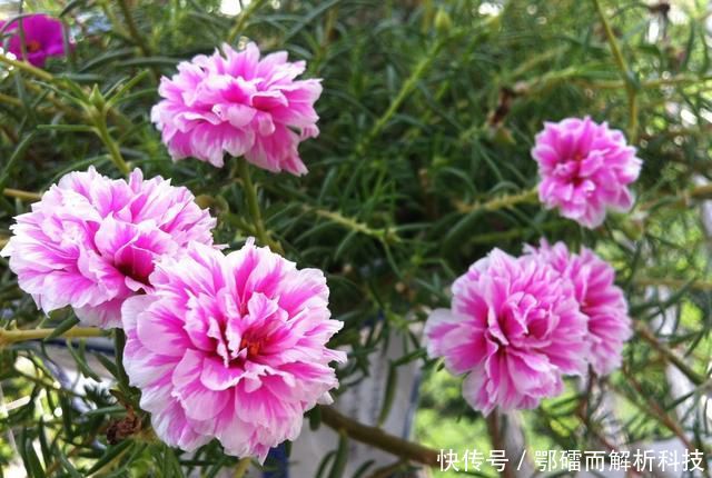 爆花@太阳花徒长成韭菜就是不开花？赶快砍头留桩扦插，爆花就是上百盆