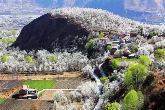 2019年，去林芝看桃花！