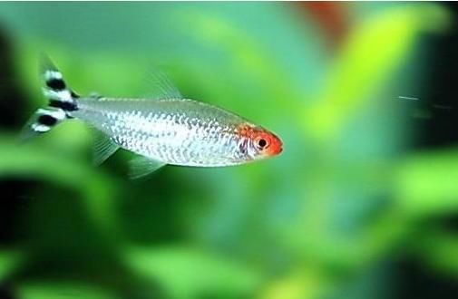 「鱼缸」提升鱼缸档次:新手养灯鱼常见3个高颜值品种,搭配水草缸更好