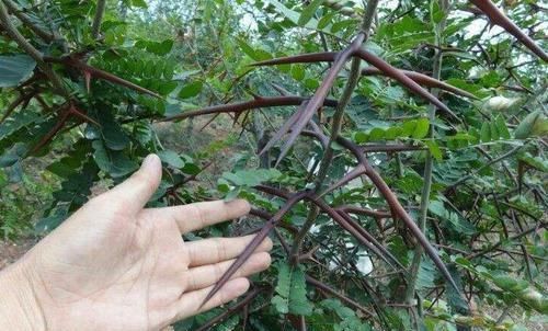  皂角树■过去满山没人要，如今120元一斤，被农民大量种植了