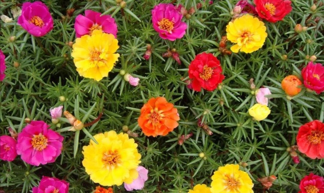  小花@4种开花爆盆的小花,花量惊人花期又长,一开就是半年时间