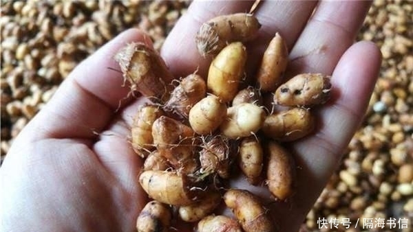  地下：它被称为“地下核桃”，又能产油又能喂猪，为啥中国农民