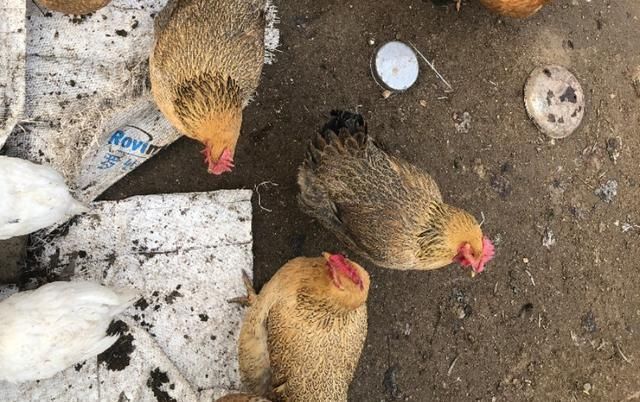  『劳症的发生』蛋鸡养殖过程中，笼养鸡产蛋疲劳症是怎么发生的，如何防治该病