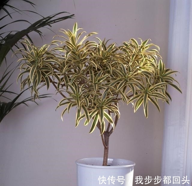 高大的花|卧室不要养5种花,虽然好看,但并不适合