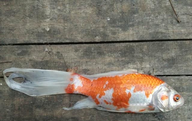  一缸：很多新鱼友饲养的草金鱼，最后就是养了一缸鸡肋，很是尴尬