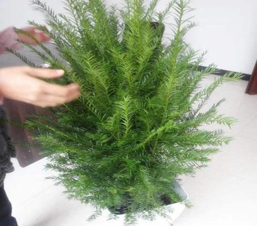  『浅根系』一夜蹿红的“网红植物”红豆杉，买了就扔？做好一步，能活几百年
