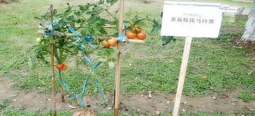  『花盆』土豆嫁接西红柿，花盆长满土豆，枝上挂满西红柿，换着吃，特新鲜