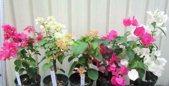 『催花』养殖三角梅用什么肥料好?生长靠黄豆肥,催花用上磷酸二氢钾