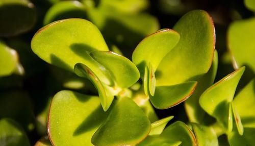 『家里』在家里养几种耐阴耐旱的观赏植物，不用经常照顾